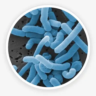 Illustration representing a probiotic strain used in the formula