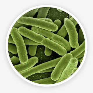 Illustration representing the Lactobacillus reuteri probiotic strain