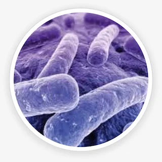 Illustration representing the Lactobacillus paracasei probiotic strain
